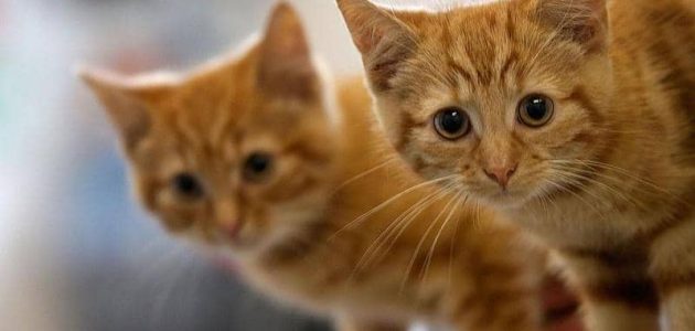 تفسير القطة في المنام للمتزوجة لابن سيرين