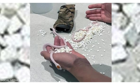مسافر يخفي ثعبانين في سرواله