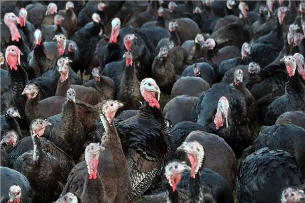 بريطانيا ..  إنفلونزا الطيور تفتك نصف الديوك الرومية في المزارع المفتوحة