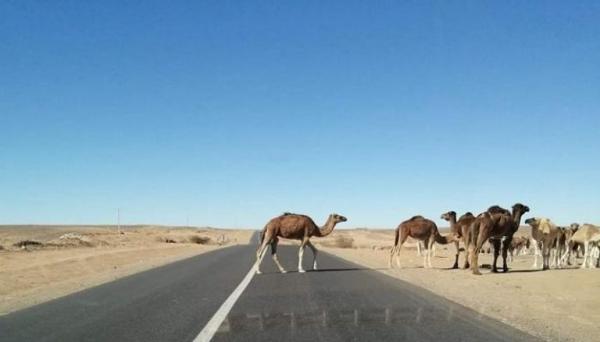 قطيع من الإبل يسبب كارثة مرورية بالمغرب