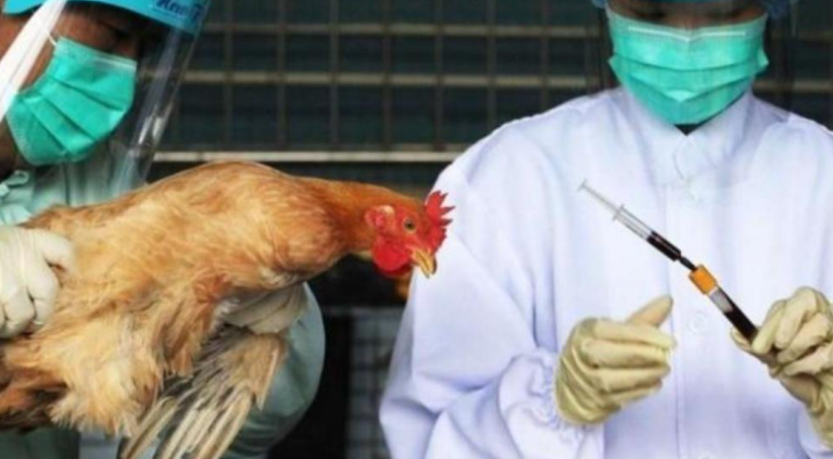 الصين: تفشي انفلونزا الطيور أتش 5 أن 6
