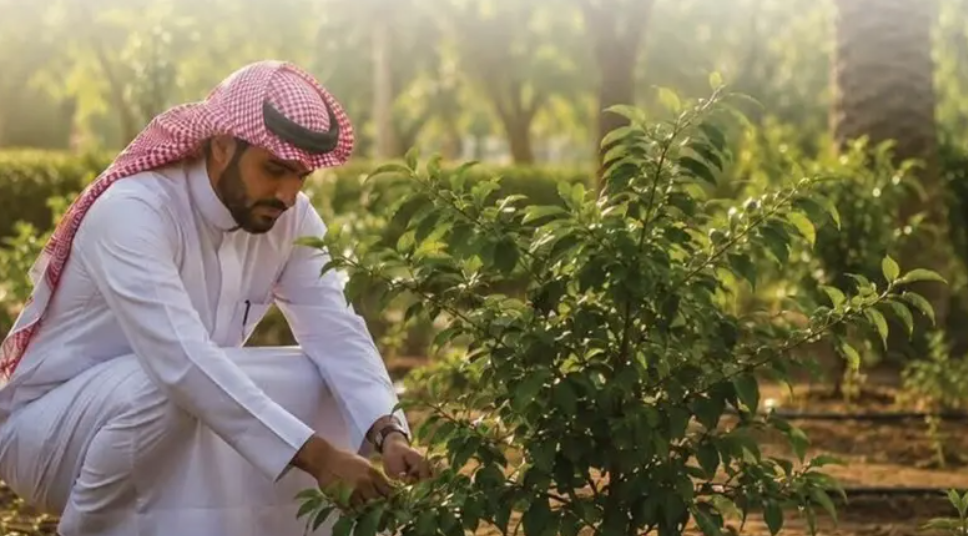 6 مبادئ لاستدامة التشجير ضمن مبادرة السعودية الخضراء