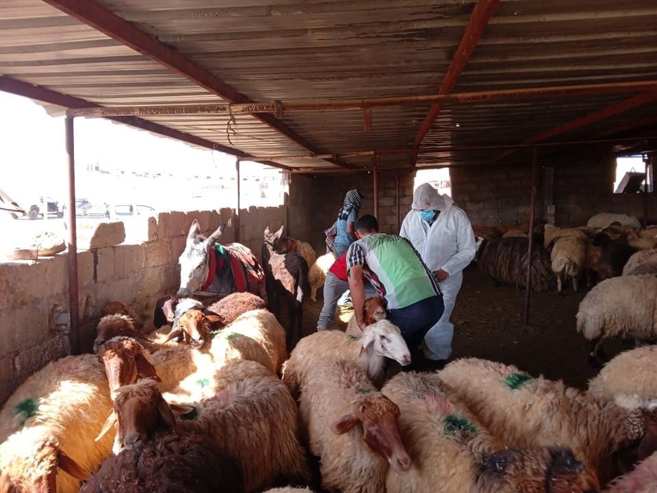 الزراعة لـ"سرايا": لقاح الحمى القلاعية فعال إذا وصلت نسبة حمايته إلى 75% و"المرض مستوطن" في الأردن 