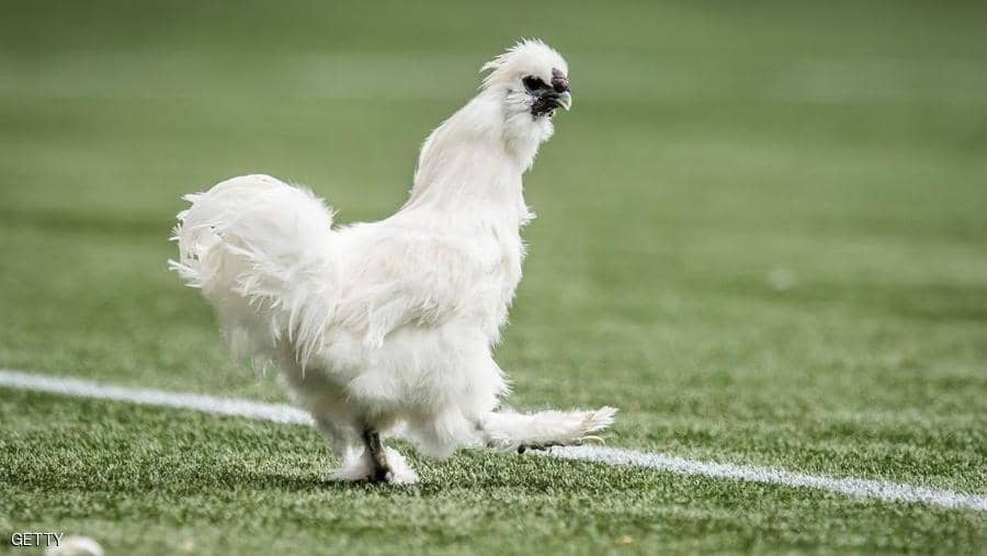 مقاضاة لاعب كرة قدم ..  والسبب "دجاجة"