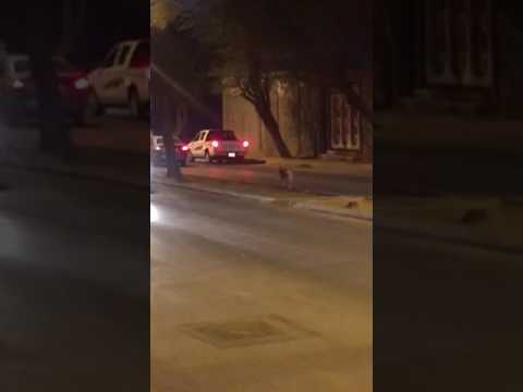 بالفيديو ..  نمور مفترسة تتجول في شوارع السعودية!