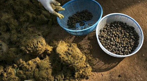 من براز الفيل  ..  أغلى فنجان قهوة في العالم بـ 275 درهم  