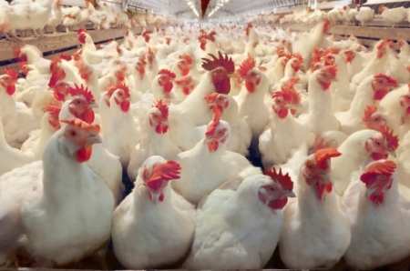 انخفاض سعر الدجاج اللاحم 20% في الربع الأول