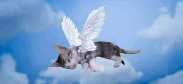 فتيات يعذبن قطة بطريقة وحشية يتصدر "السوشيال ميديا" ..  تعرف على القصة كاملة