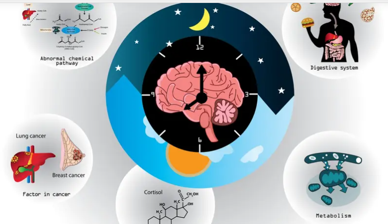 اضطراب "الساعة البيولوجية" يزيد احتمالات السمنة والسكري