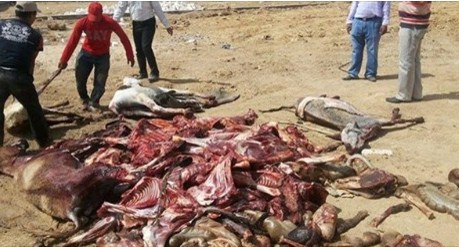 بالصور  ..  ضبط مسلخ باع (6) ألاف كيلو لحوم الحمير للناس 