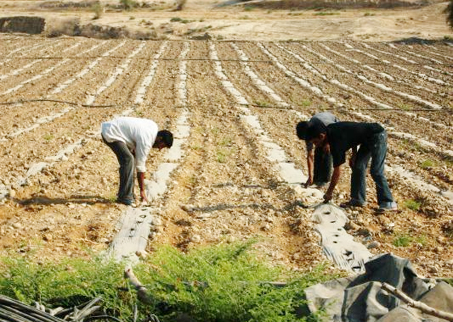 أبو نجمة: عدد كبير من العاملين في القطاع الزراعي غير مسجلين بالضمان الاجتماعي