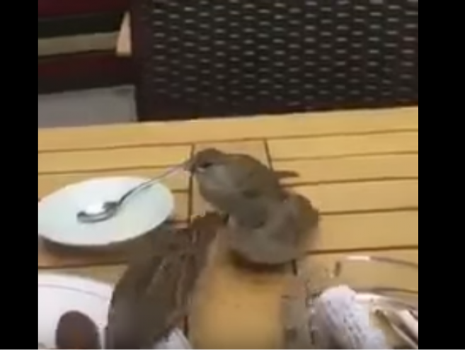 بالفيديو .. طائر يُطعم 'طيْرَين' جائعين من بقايا طعام على إحدى الطاولات!