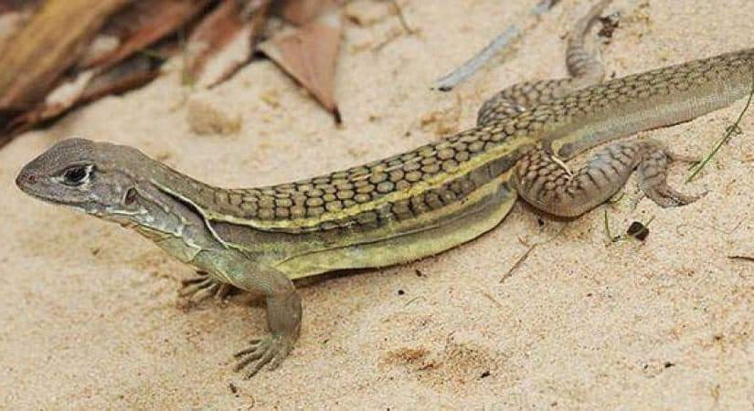 تفسير رؤية السحالي في المنام ابن سيرين