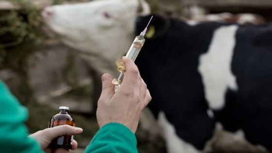 جمعية ائتلاف مربي الأبقار: نحو 25 مليون دينار خسائر بسبب الحمى القلاعية