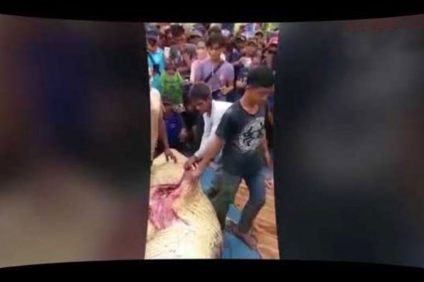 فيديو مروع  ..  استخراج جثة صياد من بطن تمساح ضخم ! 