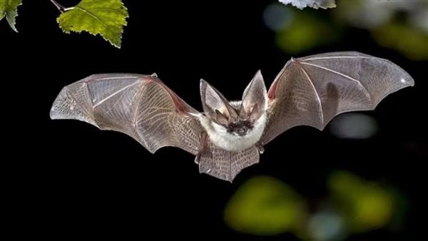 تفسير رؤية الخفاش