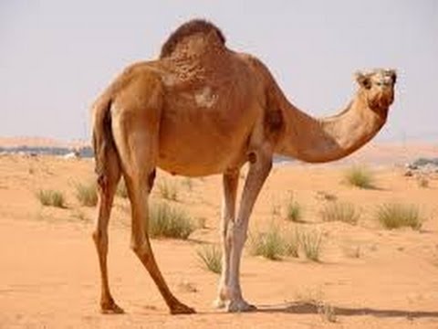 تفسير الجمل في الحلم
