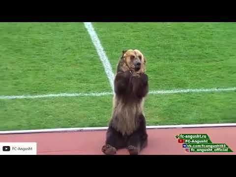 بالفيديو: شاهد كيف يستعد الدب الروسي للمونديال