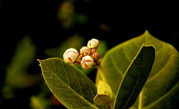 فوائد نبات العشر واضراره في العلاج