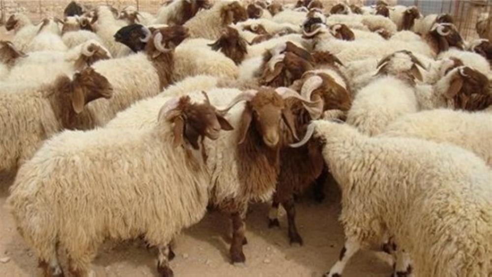 مهم من وزارة الزراعة بخصوص انفلونزا الطيور والخنازير