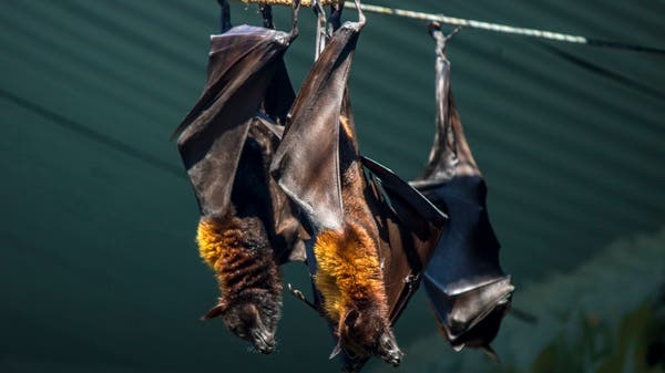 من "نيباه" إلى "تروبين" ..  فيروسات الخفافيش تطارد جنوب آسيا