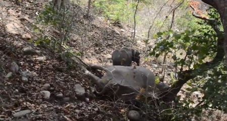 فيديو مؤثر  .. فيل صغير يرفض ترك جثة والدته ويحاول إيقاظها