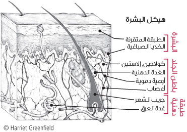 ما هو الجلد؟ طبقات الجلد ووظائفها المختلفة 