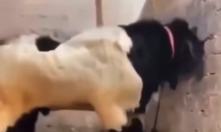 فيديو طريف  ..  خاروف ضخم يدفع بأصحابه للتنازل عنه بعد أن هدم سور المنزل برأسه 