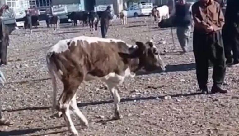 بقرة بـ3 أرجل تثير الدهشة بالعراق  ..  وعرض مليوني لشرائها