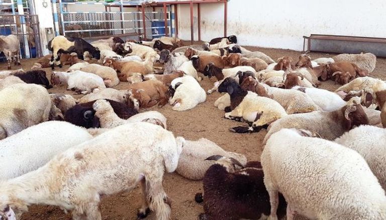 ما حكم دفع قيمة الأضاحي إلى البلاد الفقيرة؟