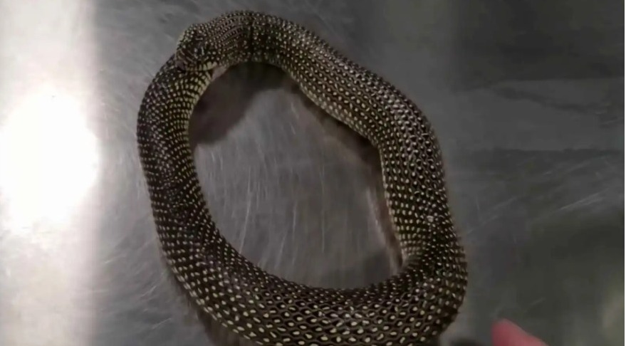 "الأوروبوروس" لماذا تبتلع الثعابين ذيولها حتى الموت -فيديو