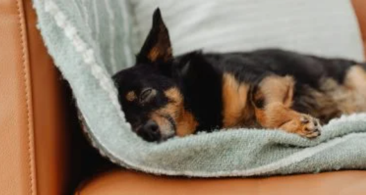 تفسير حلم الكلاب ..  معانٍ متعددة تكشف الكثير عن حياتك الشخصية