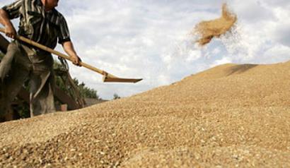 الأردن يطرح مناقصة عالمية لشراء القمح
