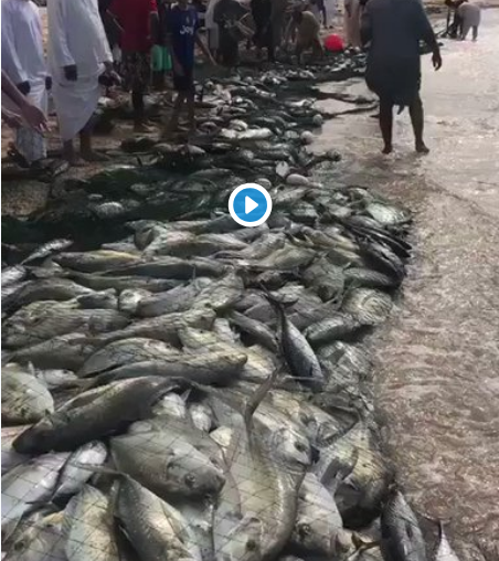 شاهد” ماذا فعل إعصار “ميكونو” بأسماك ألبحار في سلطنة عُمان واليمن بسبب العاصفة 