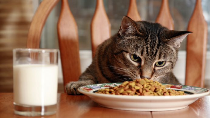 السر وراء توقف القطط المفاجئ عن تناول طعامها