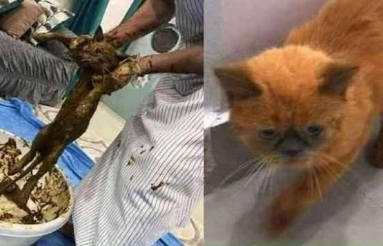 بعد 7 سنوات ..  إعادة تداول قصة "صبغ القطط بالحناء" وشاب مغربي ينتحل صفة أردني