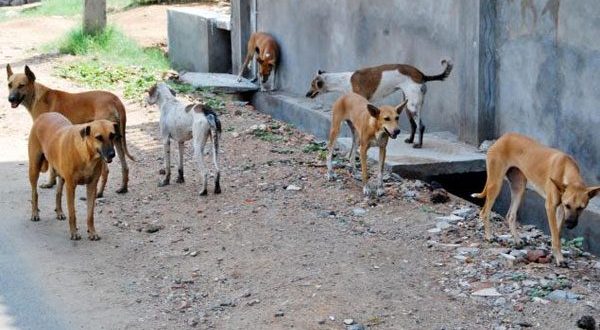 رئيس بلدية الرصيفة يطالب الحكومة عبر "سرايا" بالسماح للبلديات "بقنص" الكلاب الضالة