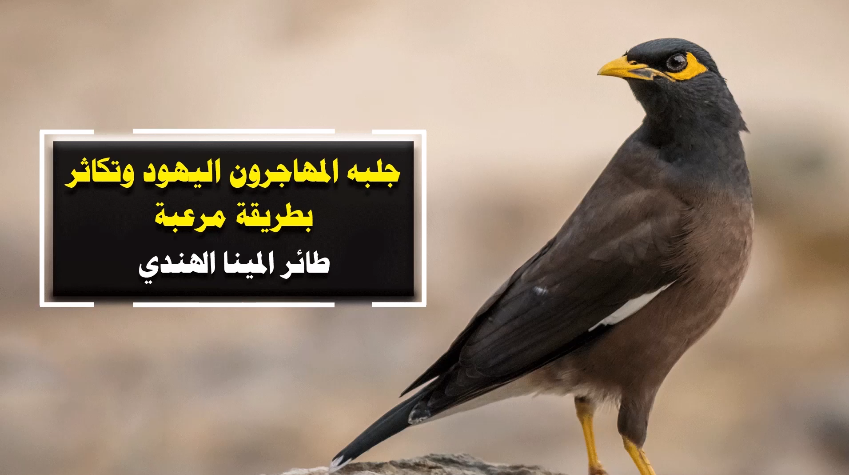 جلبه المهاجرون اليهود ..  تعرف على "طائر المينا" الخطير الذي قد يقضي على كل العصافير في فلسطين! - فيديو