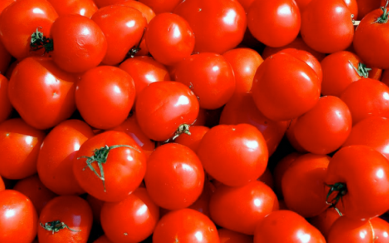 البترا: قلق مواطنون بعد رفع كميات تصدير البندورة إلى الأسواق الخارجية بعدم استقرار سعرها