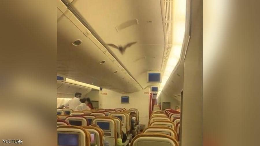 بالفيديو ..  خفاش يثير الذعر في طائرة هندية ويجبرها على العودة