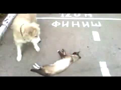 بالفيديو  ..  قط يتصنع الموت بإتقان حتى يهرب من الكلب