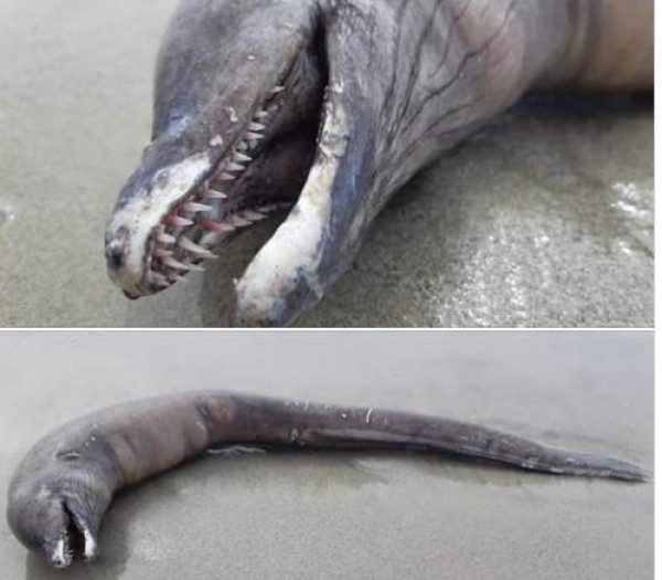 العثور على مخلوق غامض على شاطئ مدينة مكسيكية