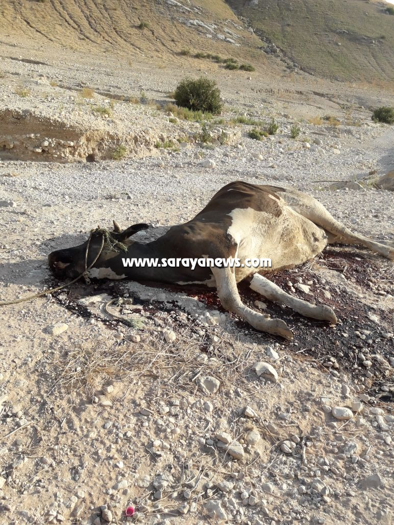  الأغوار الشمالية: فايروس  يتسبب بنفوق العديد من الأبقار  ..  صور