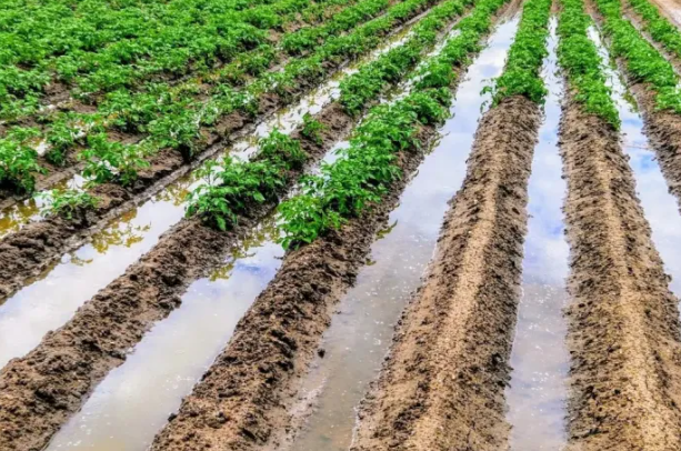 وزير الزراعة: كمية الأمطار ستحسن الإنتاج كماً ونوعاً في الموسم الحالي والمواسم اللاحقة