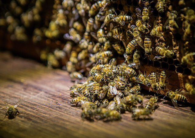 مكافحة الجراد يتسبب بنفوق عدد كبير من خلايا النحل في المملكة وتراجع إنتاج العسل