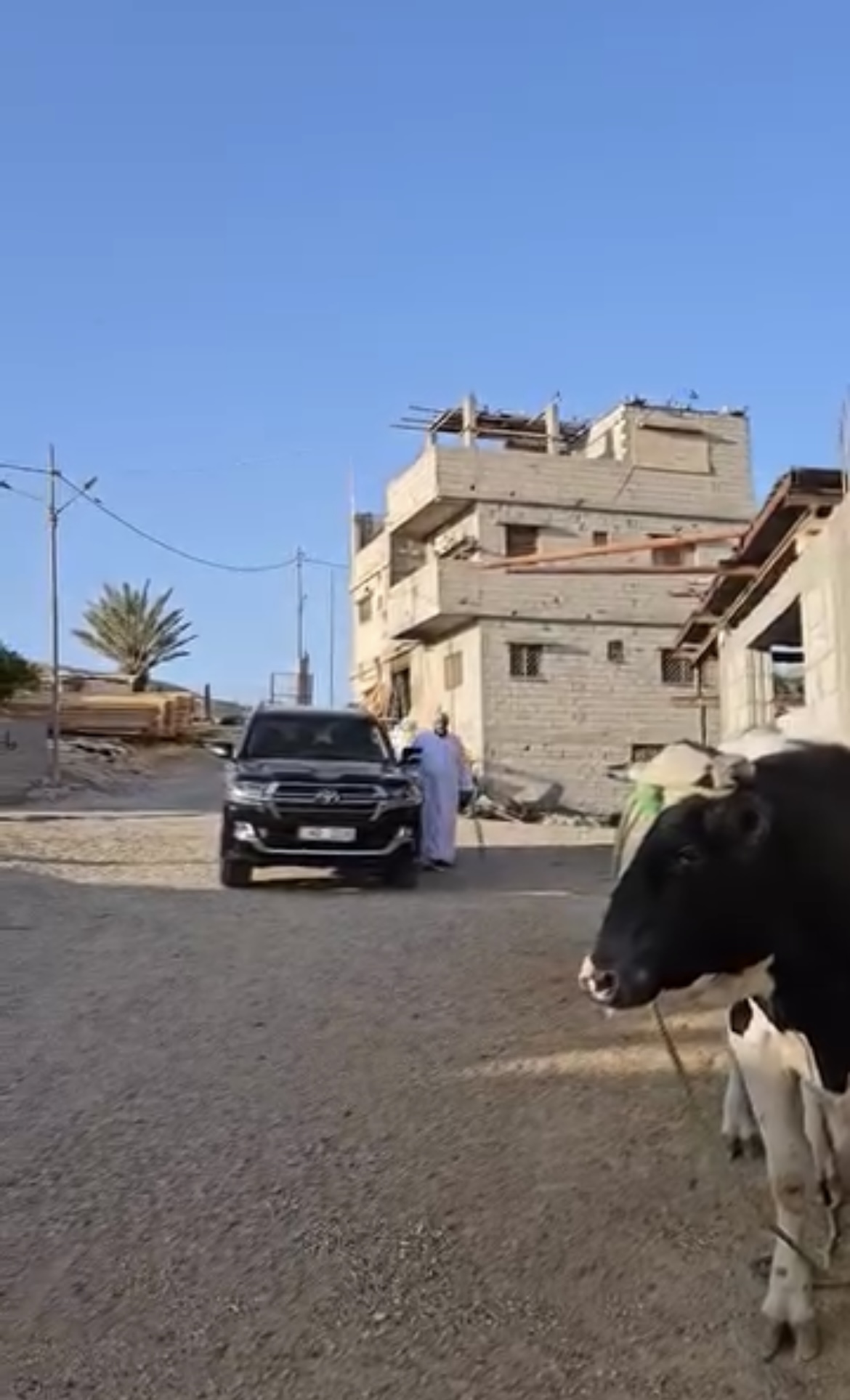 بالفيديو : أردني يذبح عجلًا ويوزعه صدقة عن أرواح شهداء غزة