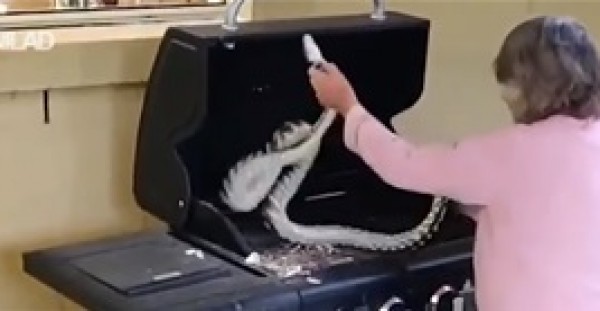 هل هي الأشجع على الاطلاق؟ عجوز تتخلص من ثعبانين بيديها العاريتين