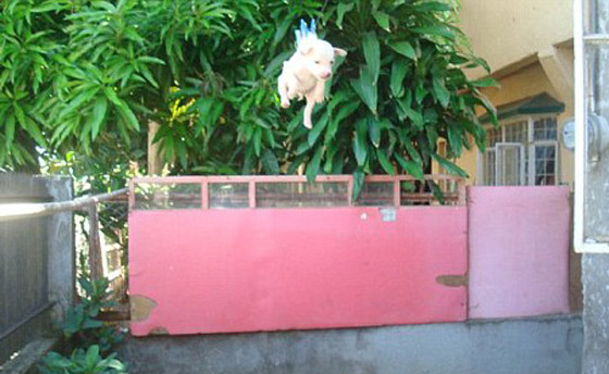 بالصور ..   السجن لفلبيني علّق كلبه على “حبل الغسيل” ليضحك مع أصدقائه!