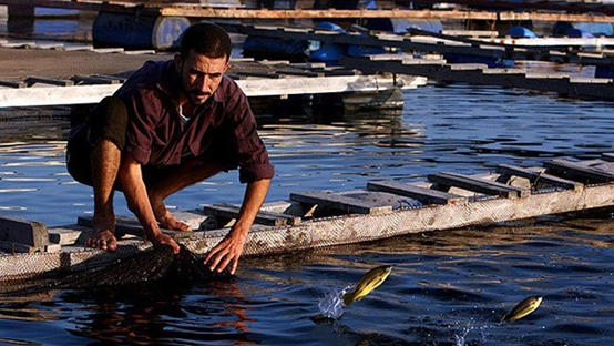 ثلاثة أرباع أسماك النيل ملوثة بالبلاستيك