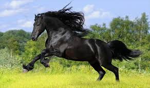 تفسير رؤية الحصان الاسود في المنام